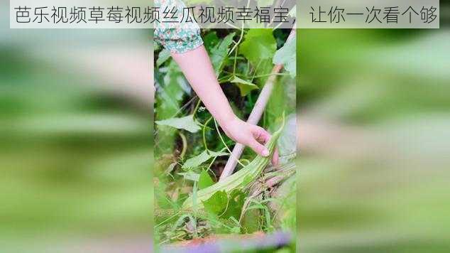 芭乐视频草莓视频丝瓜视频幸福宝，让你一次看个够