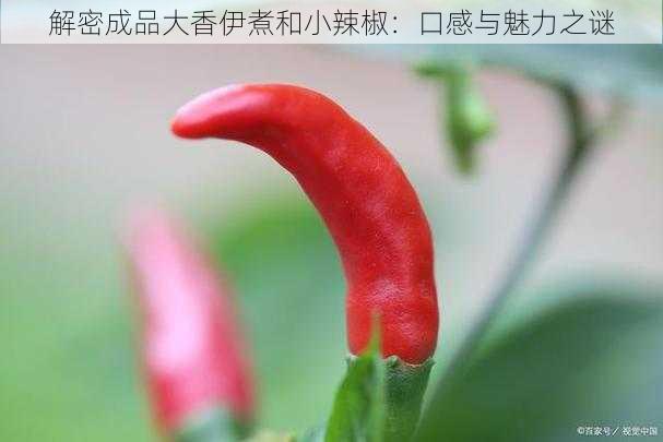 解密成品大香伊煮和小辣椒：口感与魅力之谜