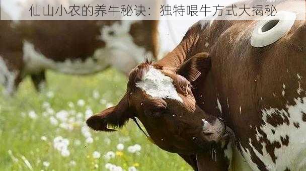 仙山小农的养牛秘诀：独特喂牛方式大揭秘