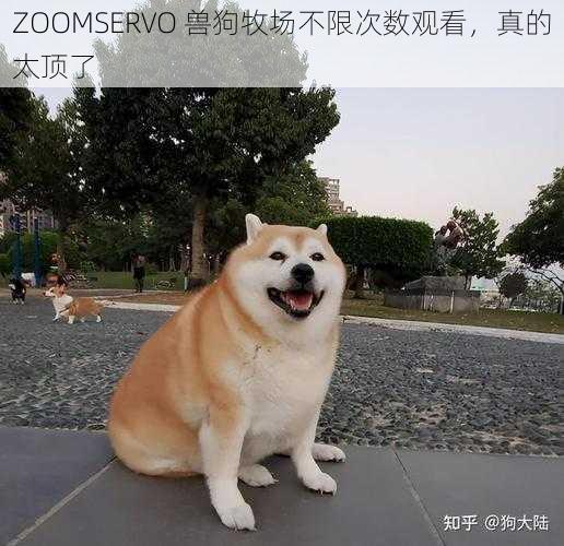 ZOOMSERVO 兽狗牧场不限次数观看，真的太顶了